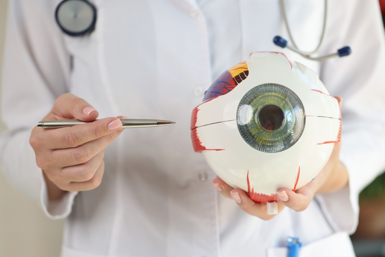 Ophthalmologist Holds Anatomical Model